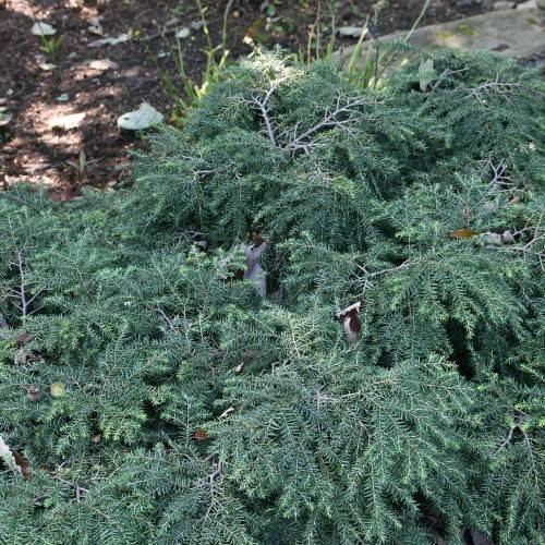green foliage with gray stems