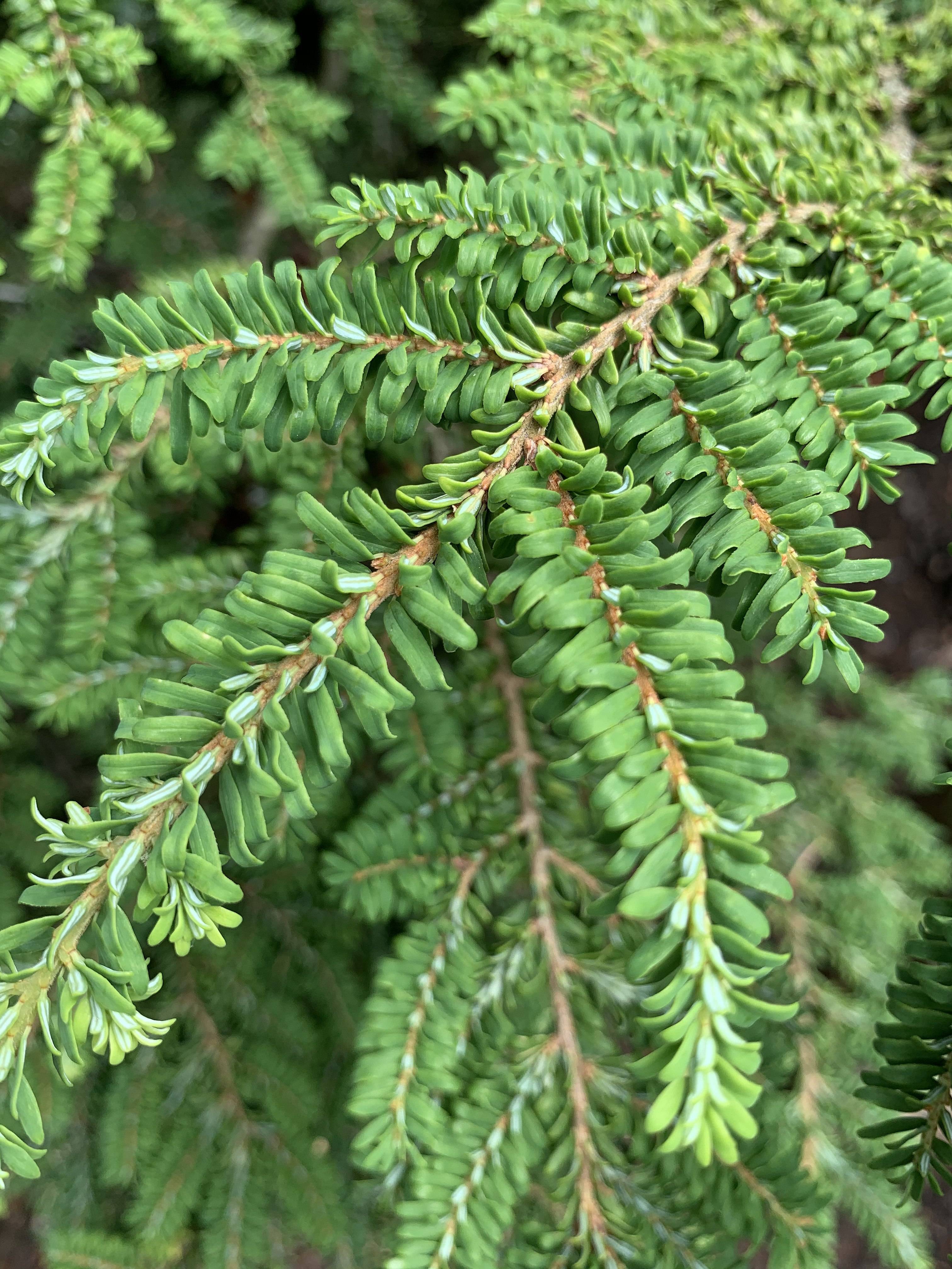 aqua-green foliage with brown stems