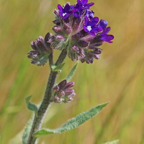 blue-flowers with dark-purple buds, green leaves and olive stems