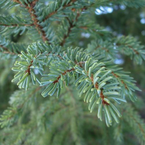 aqua-green foliage with brown stems