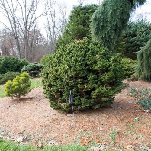 green shrubs
