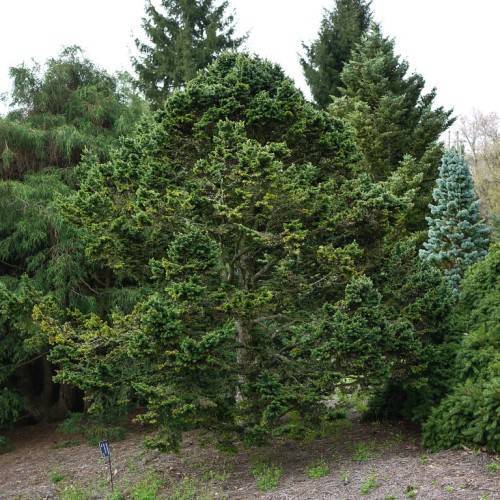 green foliage with brown branches and trunks
