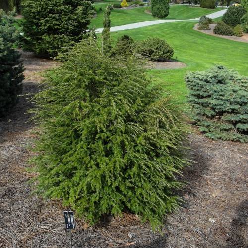 olive-green shrubs