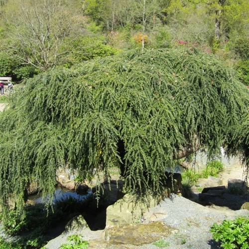 green foliage on brown branches