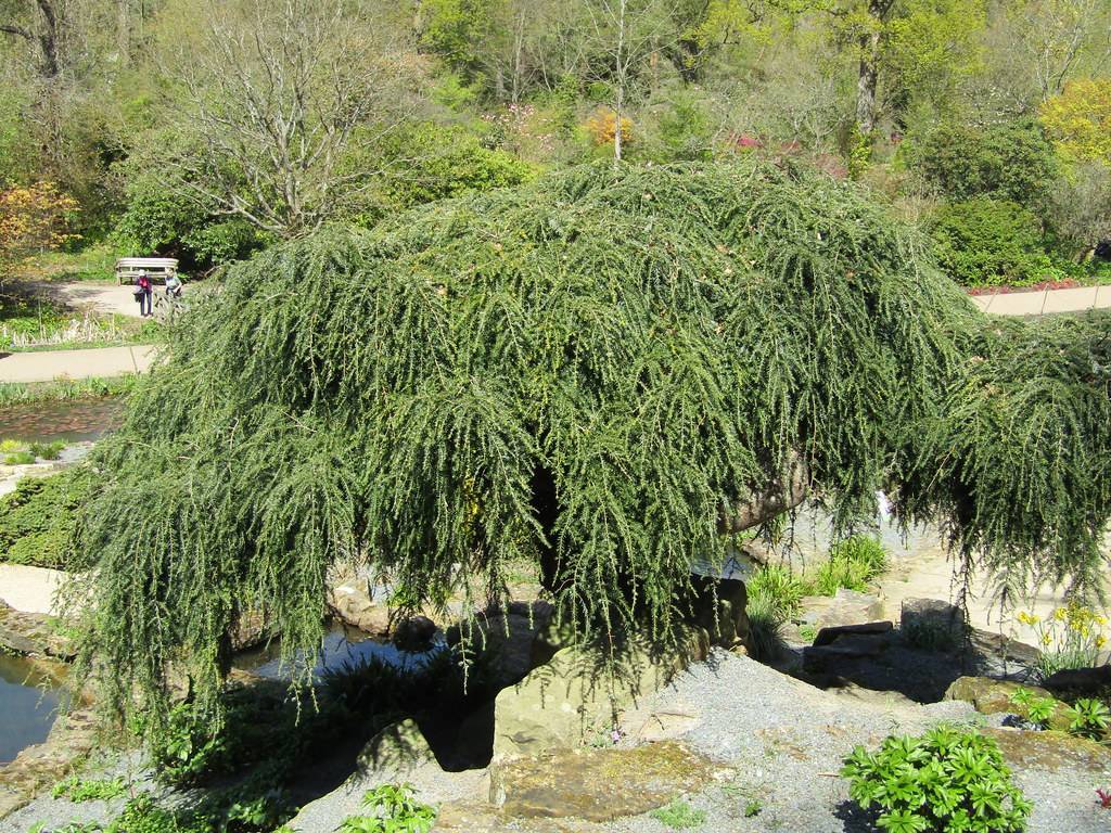 green foliage on brown branches