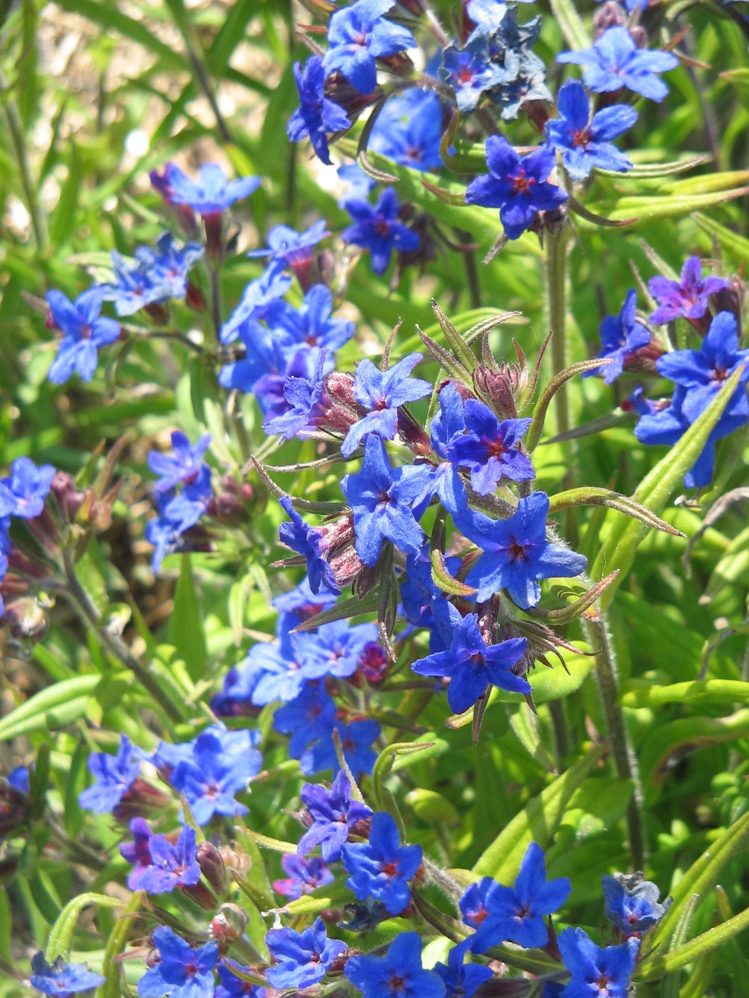 blue flowers with purple-green sepals and leaves with brown stems