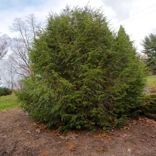 gold-green shrub