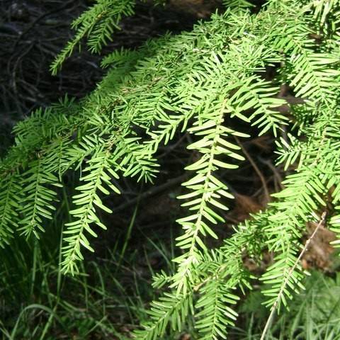 light-green foliage with stems