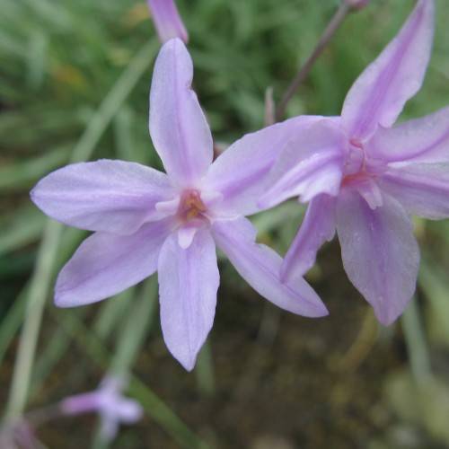lavender flowers with salmon center, green leaves and stems