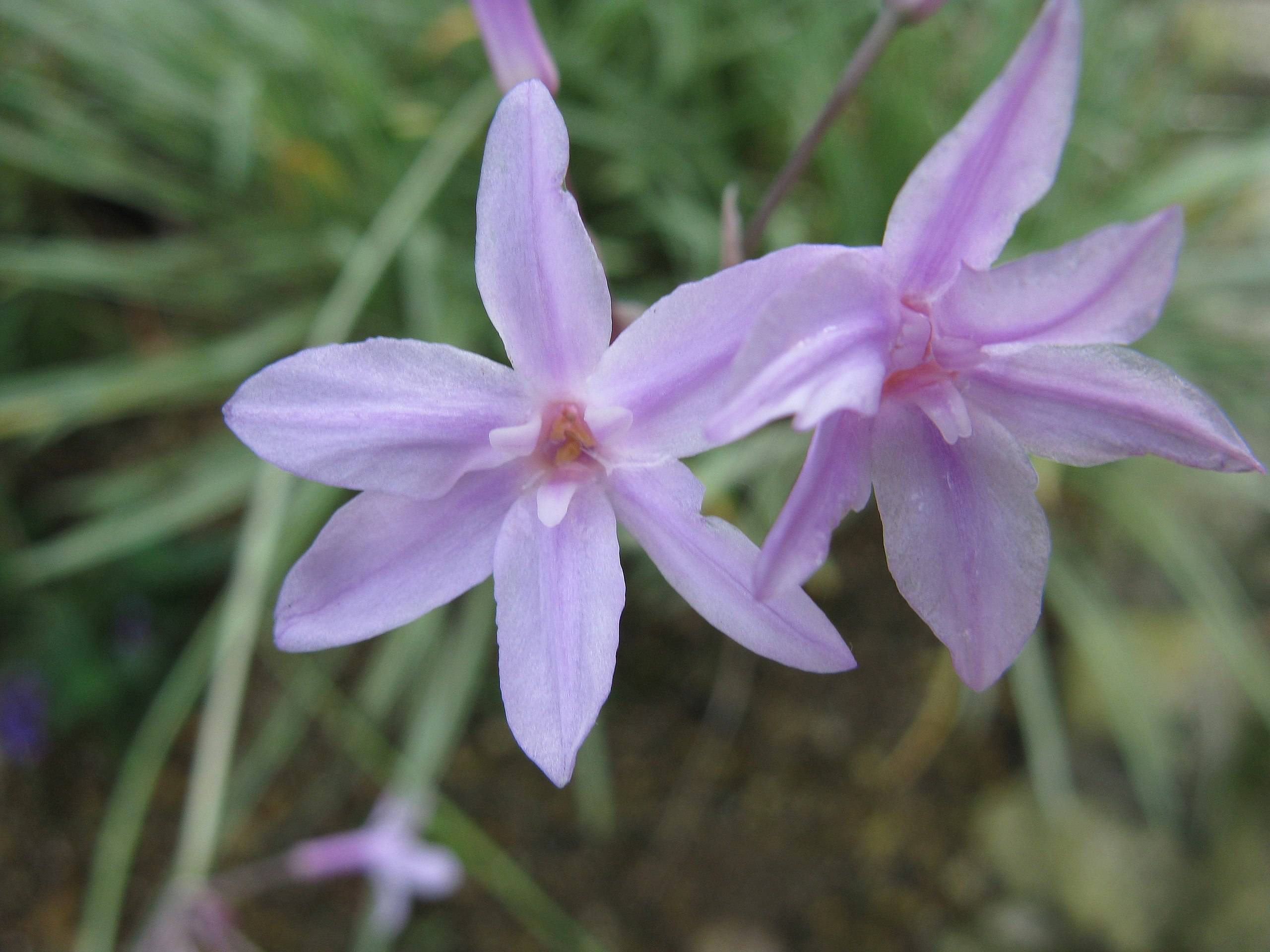 lavender flowers with salmon center, green leaves and stems