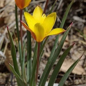 yellow-red flowers with red stems and green leaves