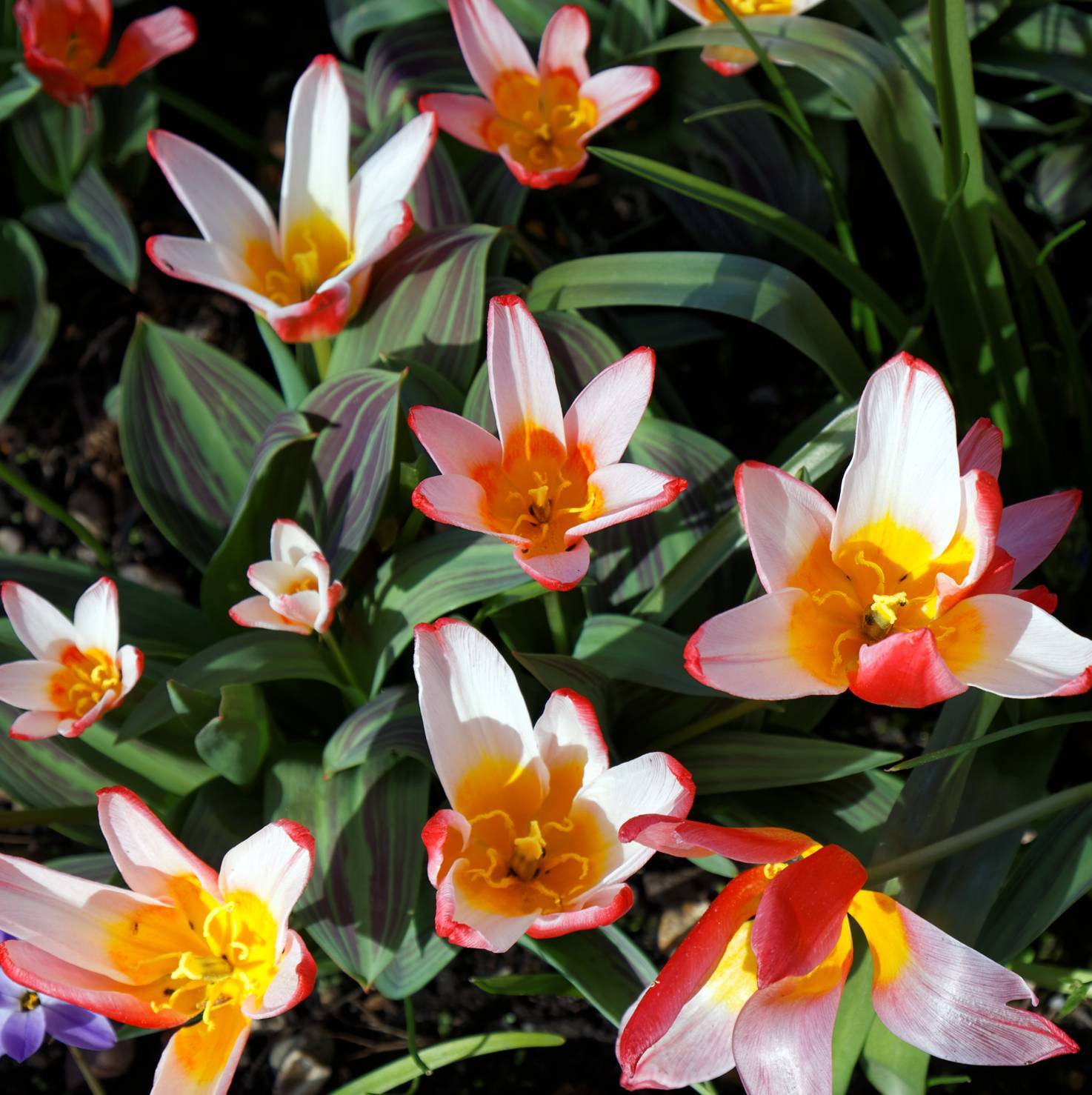 red-white flowers with yellow center, green-purple leaves and green stems