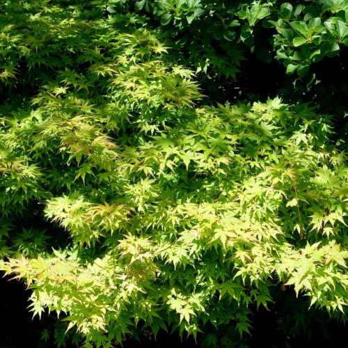 lime-yellow leaves with light-brown stems