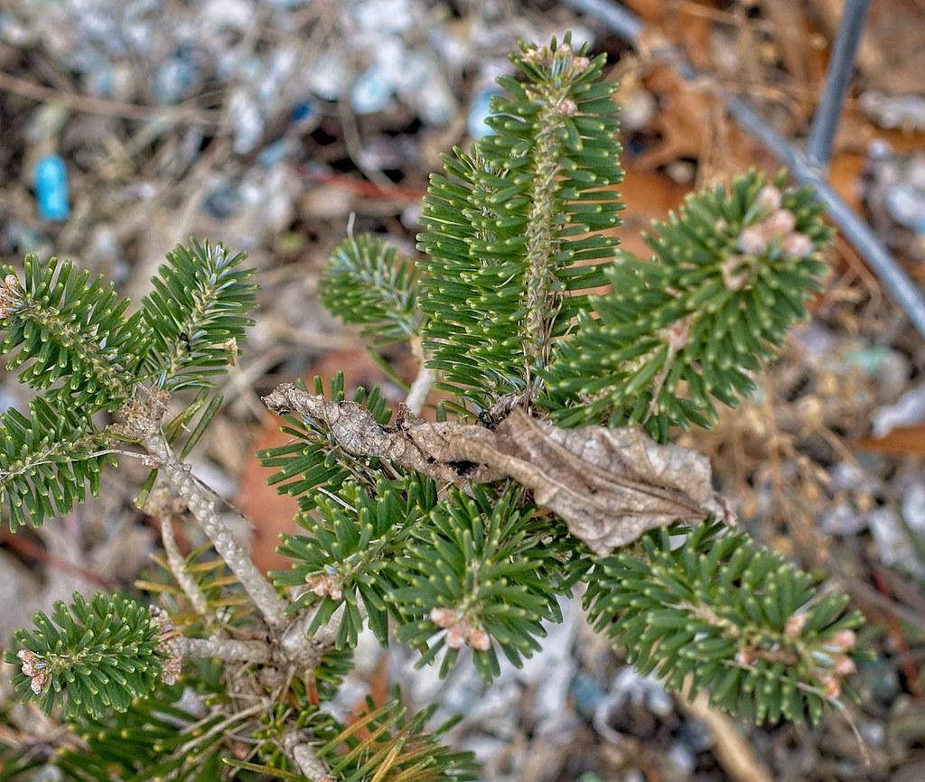 Dark green leaves with brown buds on the tip of a silver-brown twig.