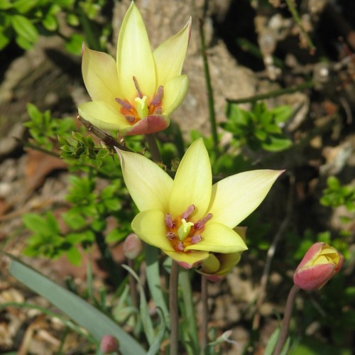 yellow-burgundy flowers with orange filaments, light-burgundy stamens, lime styles, brown stems and green leaves