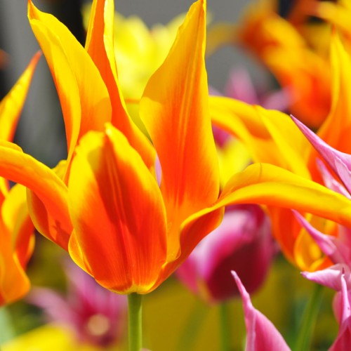 gold-red flowers with lime stems