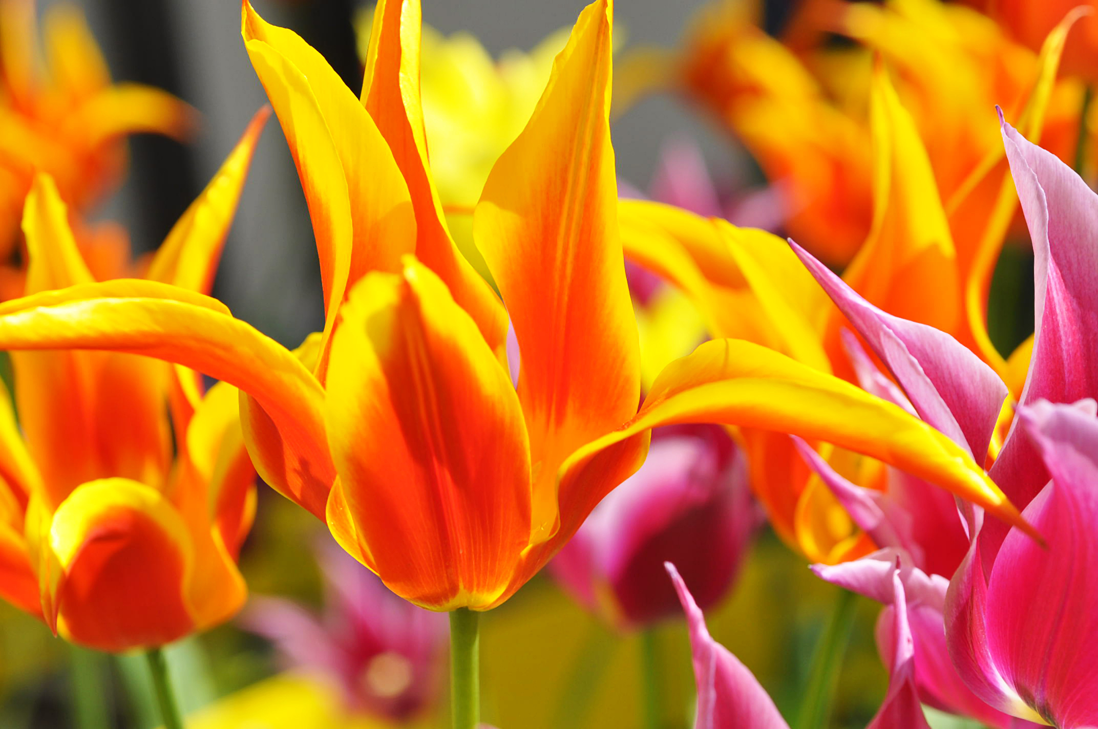 gold-red flowers with lime stems