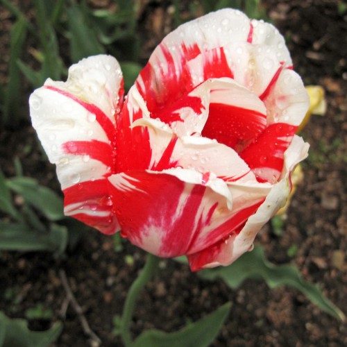 cream-red flowers with green leaves and stems
