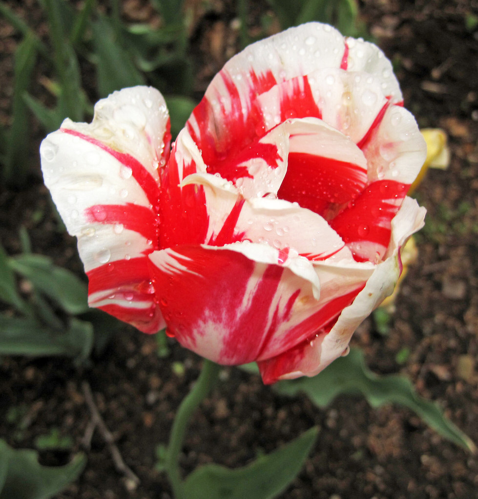 cream-red flowers with green leaves and stems
