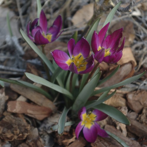 magenta-yellow flowers with yellow filaments, gray anthers, green foliage and brown stems