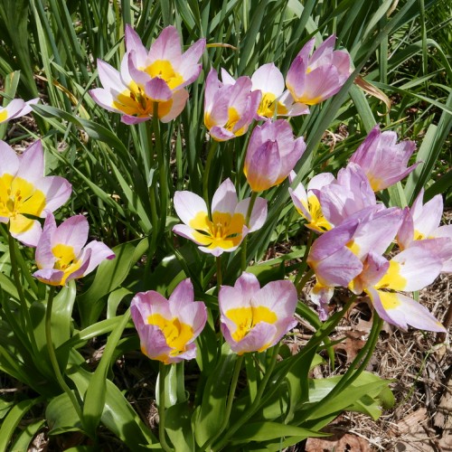 purple-white flowers with yellow center and stamens, olive foliage and green stems