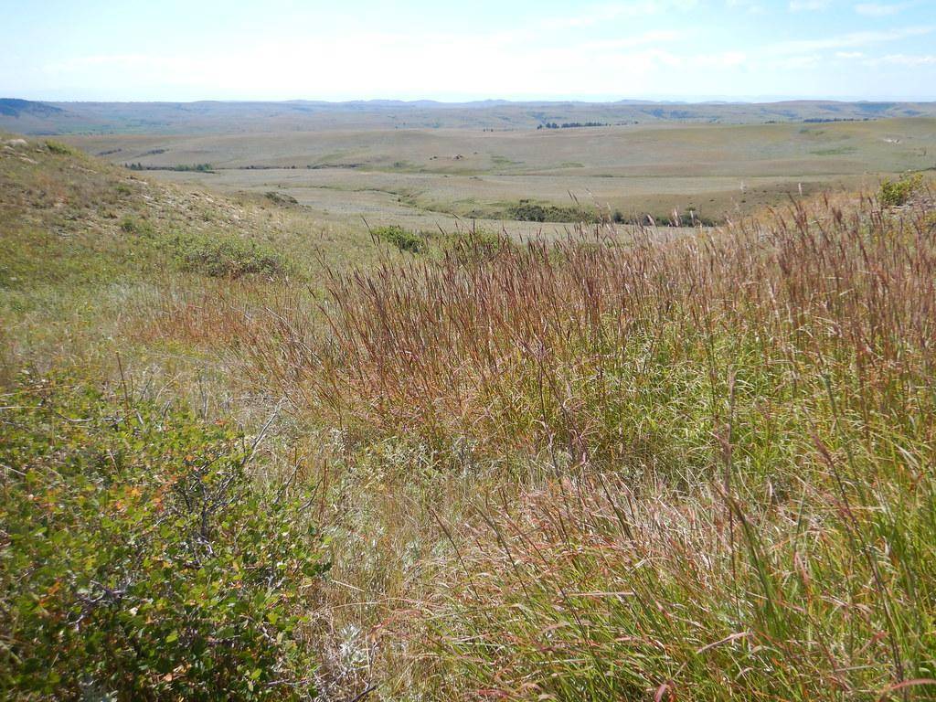 Tall vertical  green grass blades and red seed head on top.