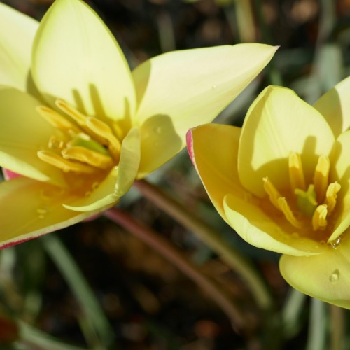 yellow flowers with yellow stamens, lime styles, yellow stigmas, green-red stems