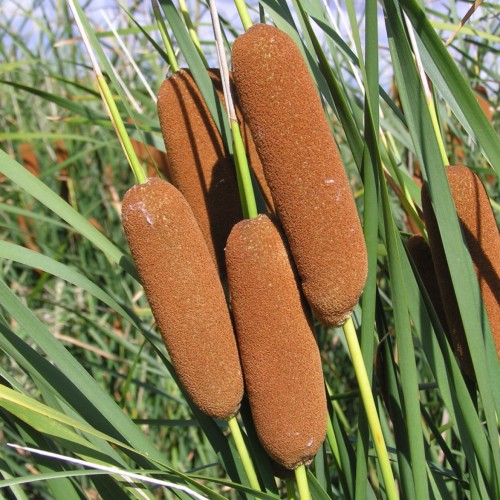 brown cones with green foliage and lime stems