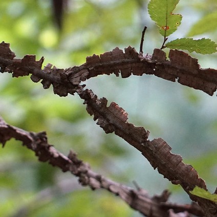 burgundy flowers with lime leaves and brown branches