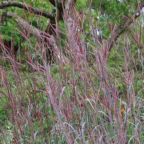 Tall, upright green-red stems and deep purple leaves, producing spiky seed heads.