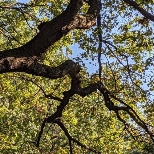 Lime leaves and dark-brown branches.