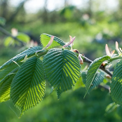 light-pink flowers with green leaves and green-brown stems