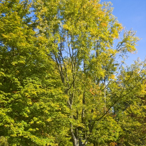 yellow-green foliage with brown branches and trunks