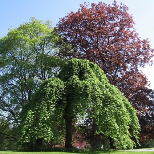 green-burgundy leaves with brown branches and trunks