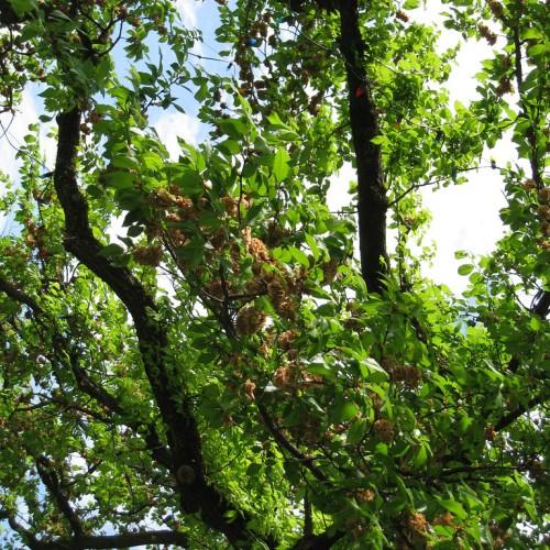 green foliage with brown-orange flowers, brown branches and trunk