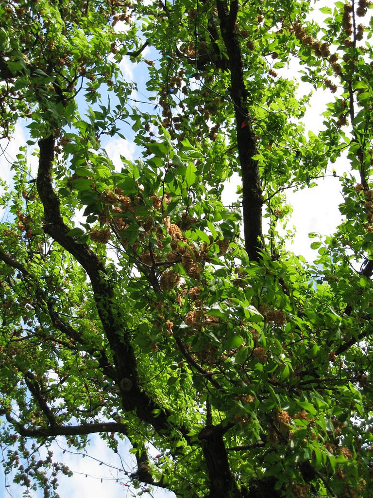 green foliage with brown-orange flowers, brown branches and trunk