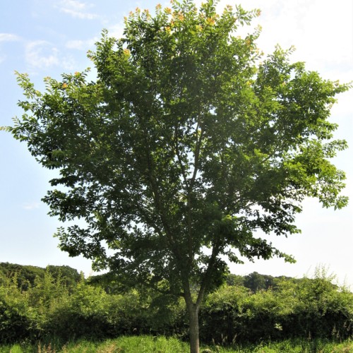 yellow-green leaves on brown branches and trunk