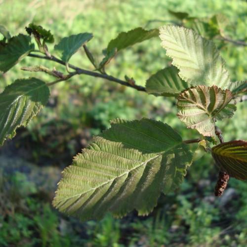 olive-pink leaves with gray-brown branches
