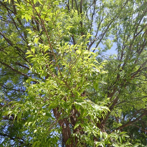 Light-green leaves with brown stem and branches.