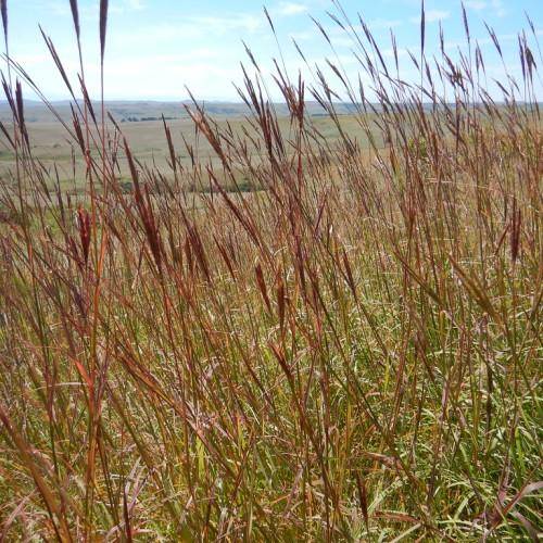 Tall vertical green grass blades and red seed head on top.