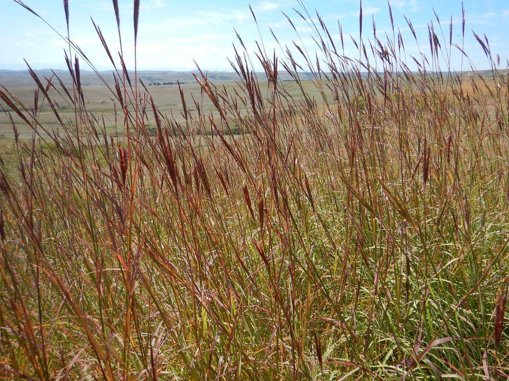 Tall vertical  green grass blades and red seed head on top.