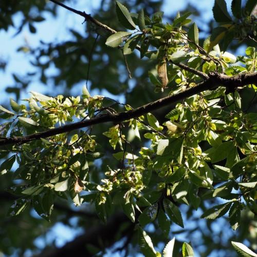 lime-green leaves with brown stems and branches