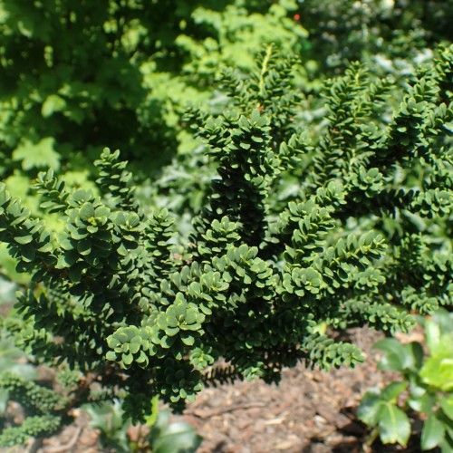 green foliage on lime stems