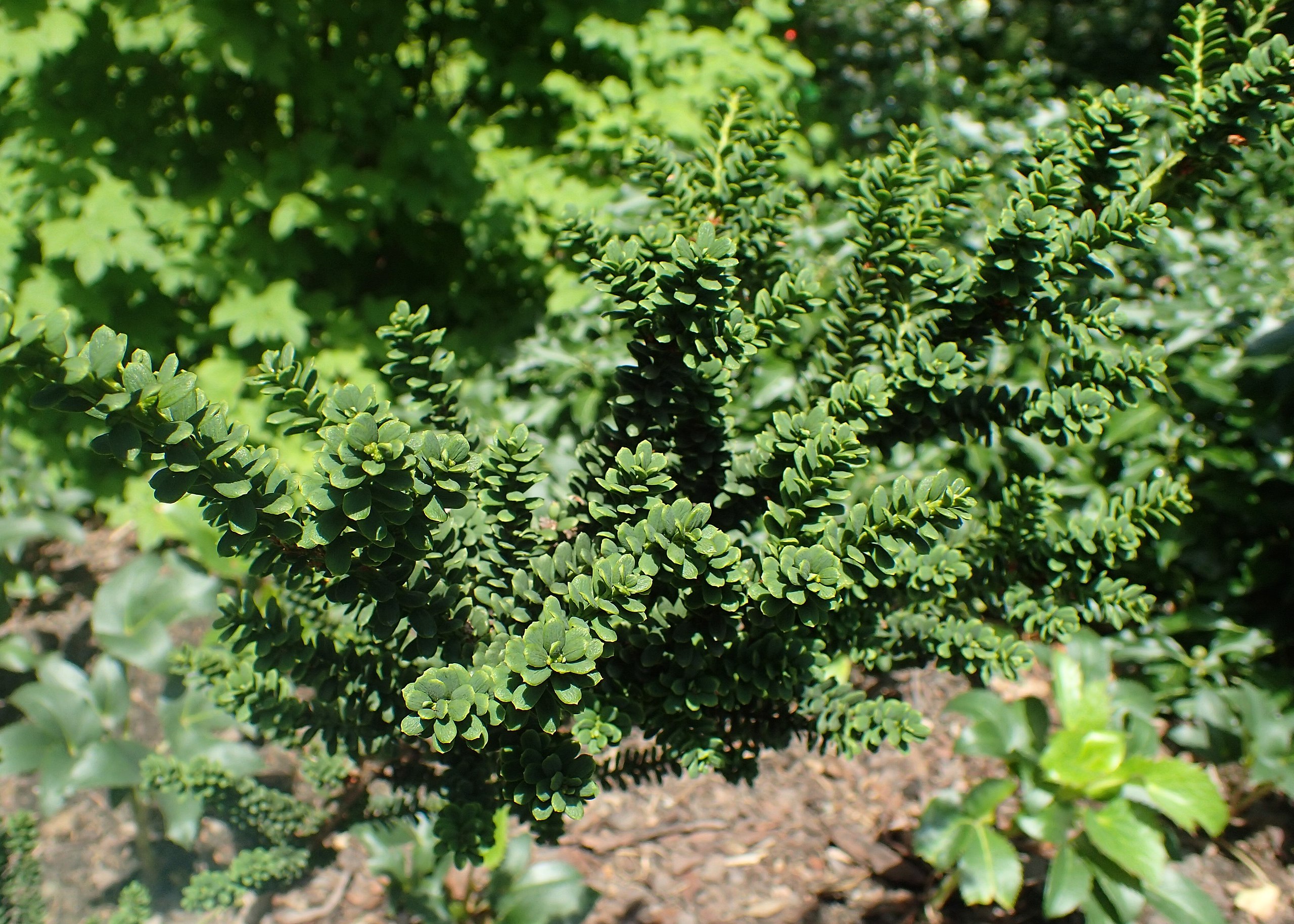 green foliage on lime stems