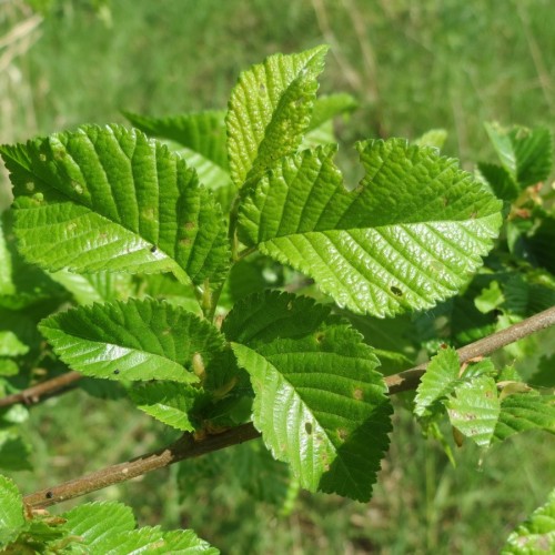 lime leaves on brown branches