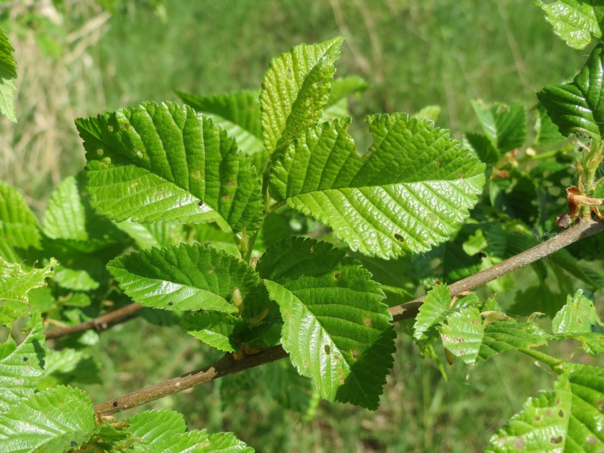 lime leaves on brown branches