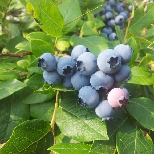 blue-pink fruits with green leaves and yellow stems