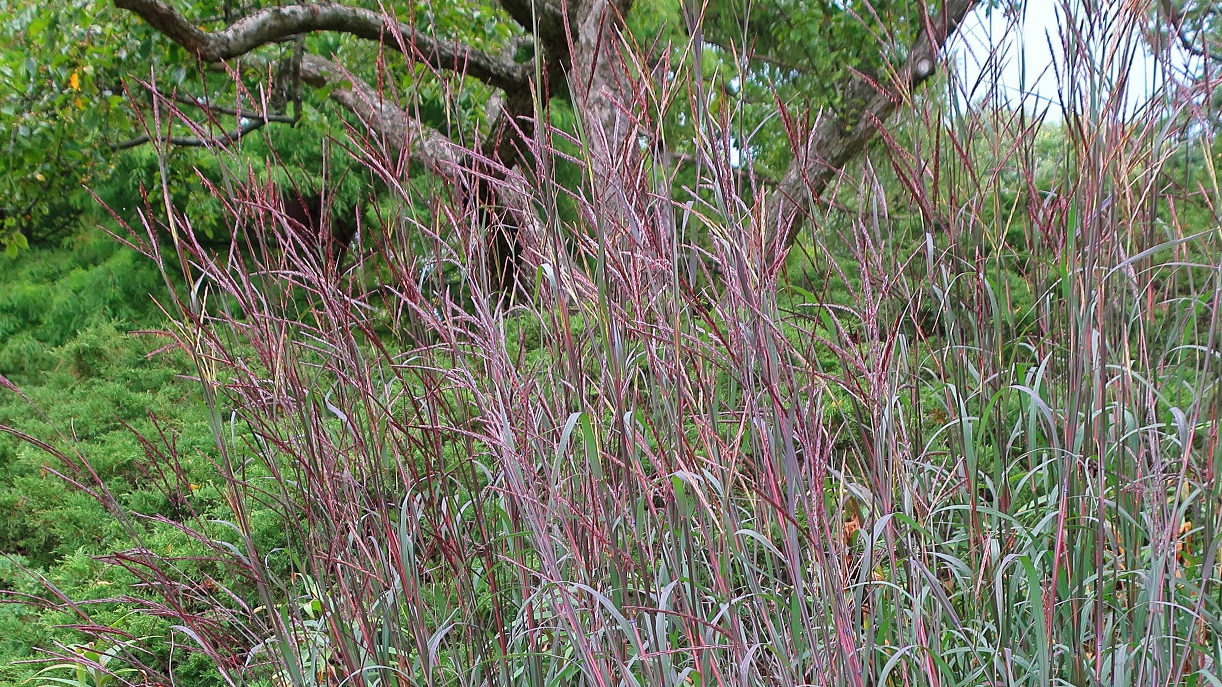 red-burgundy foliage and stems