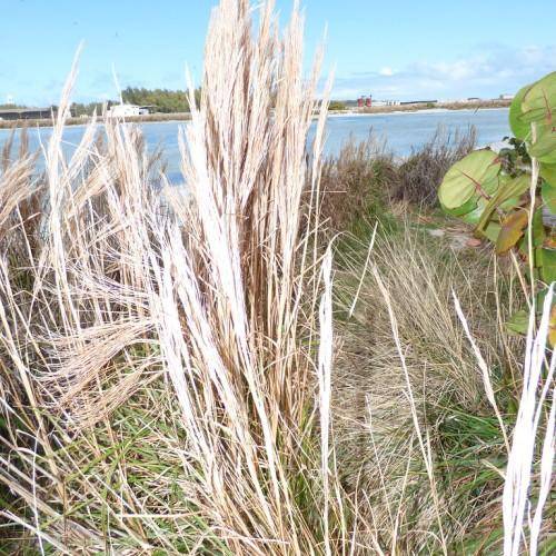 green stem and beige leaves