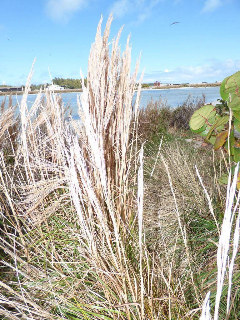 green stem and beige leaves